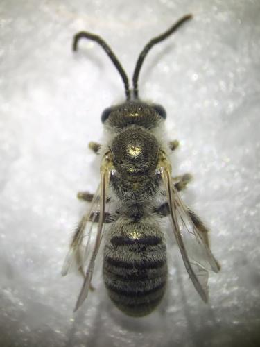 Seladonia vestita